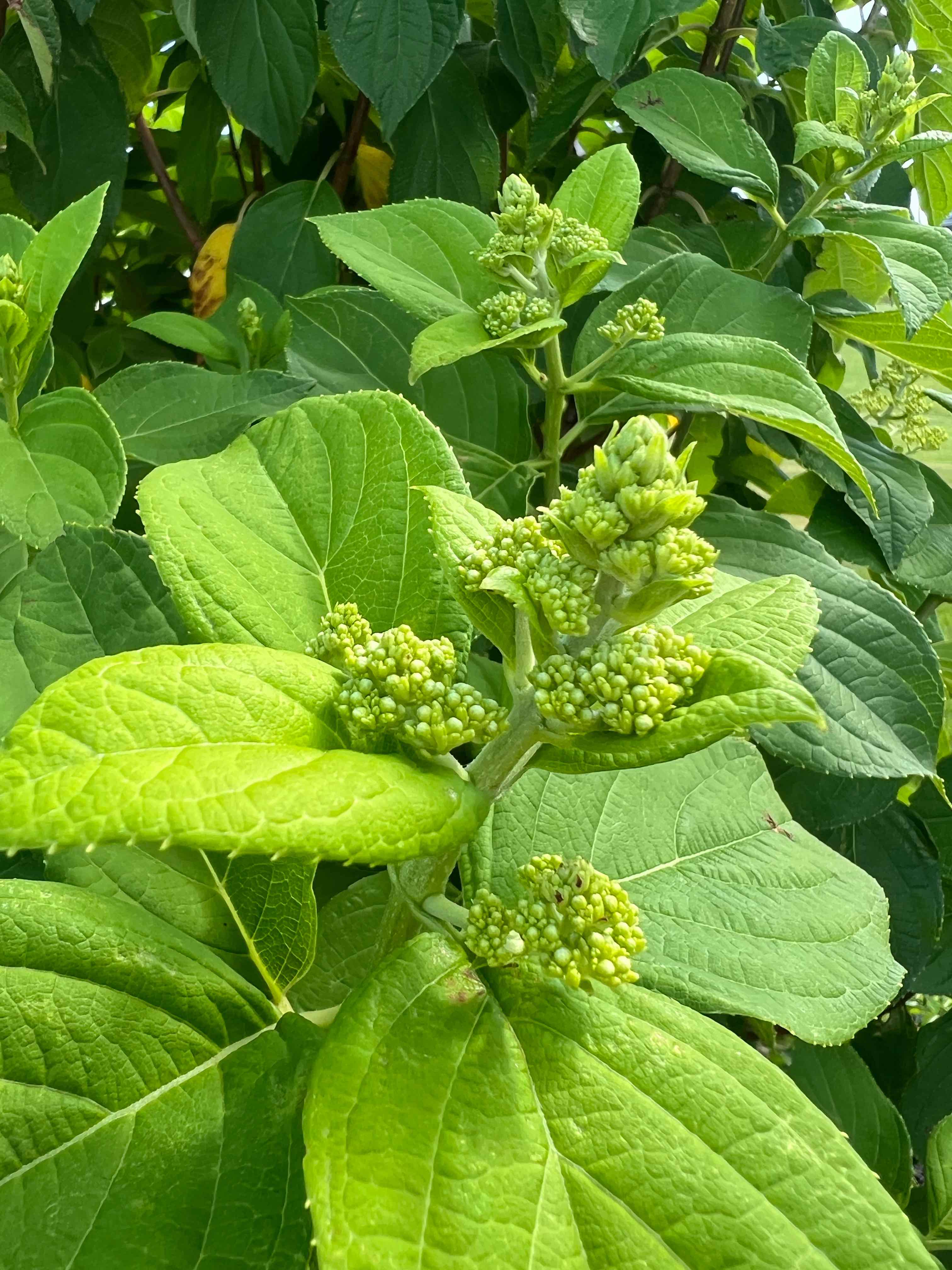 Limelight Hydrangea