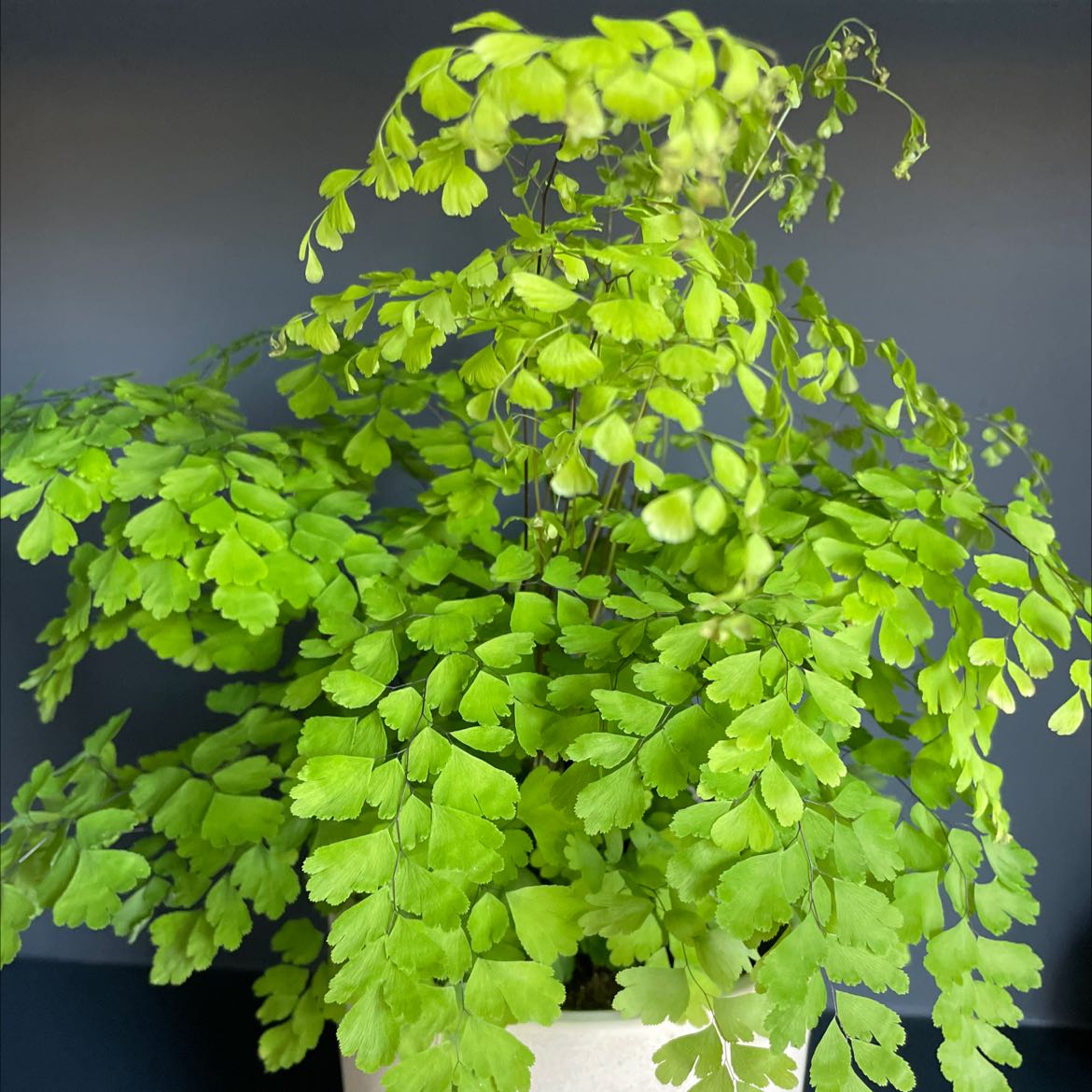 Maidenhair Fern