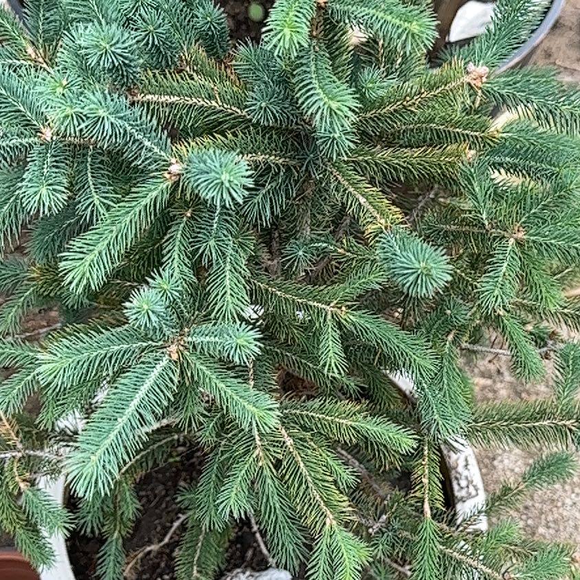 Norway Spruce