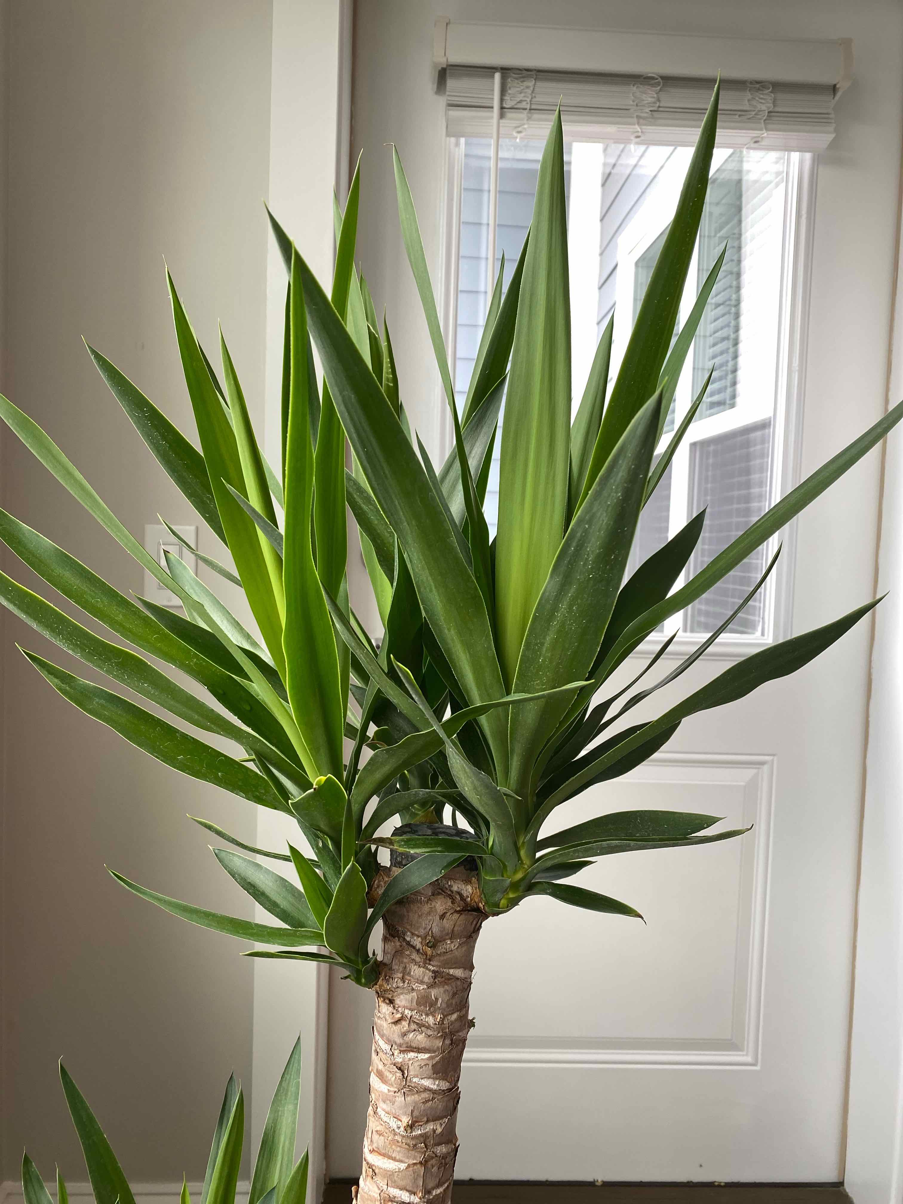 Blue-Stem Yucca