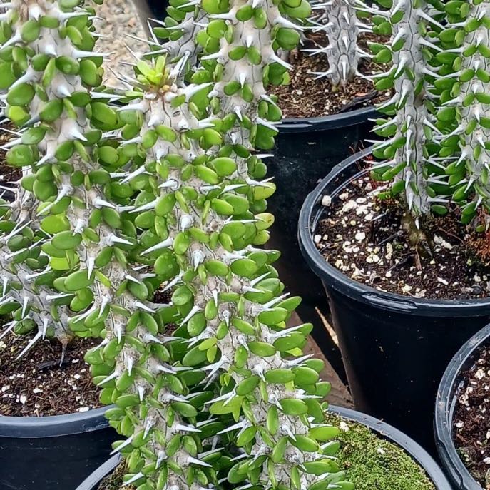 Ocotillo