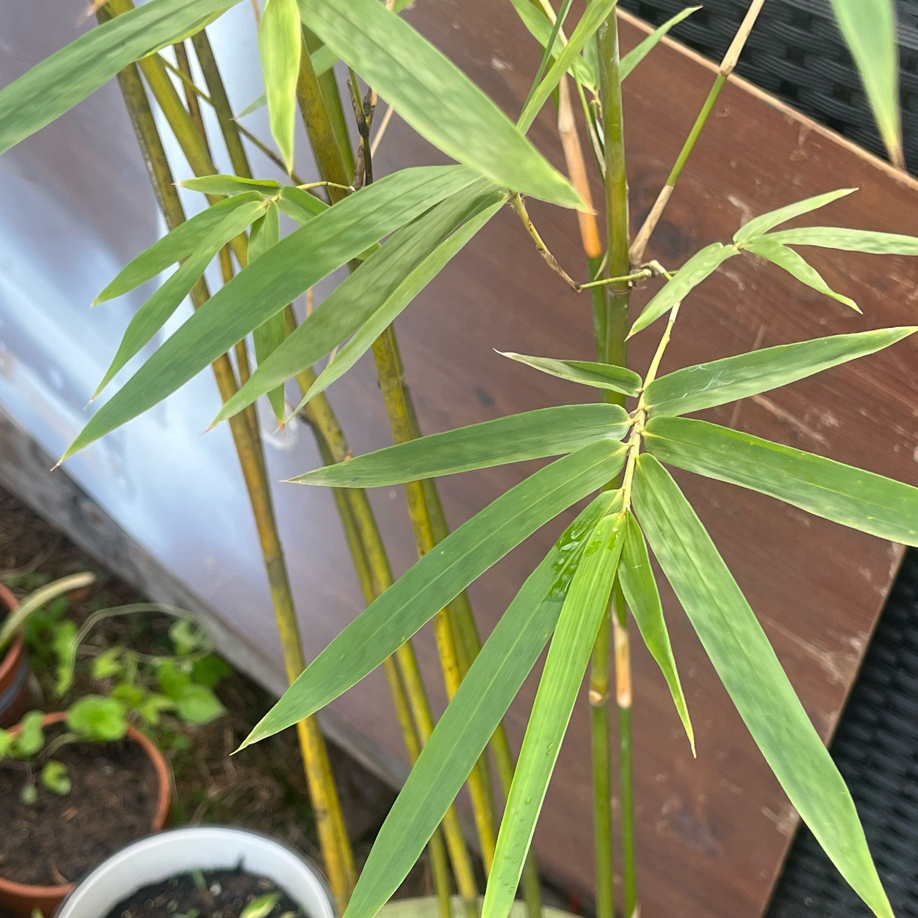 Clumping Bamboo