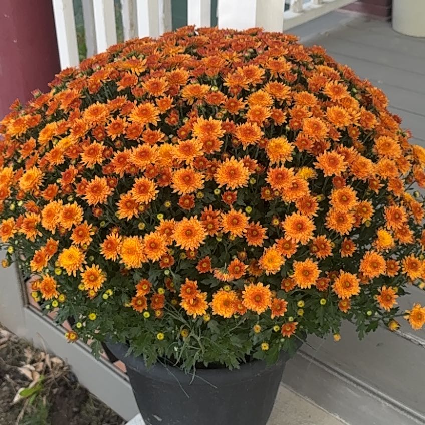 Chrysanthemum