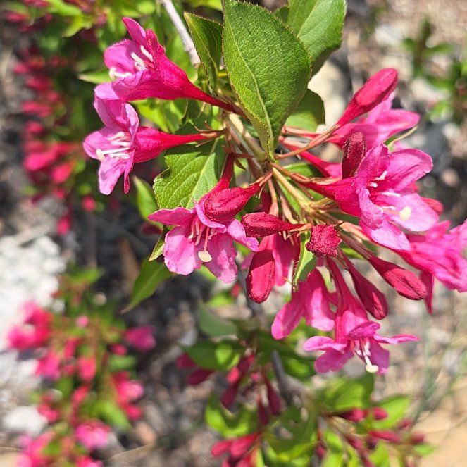 Alpenrose