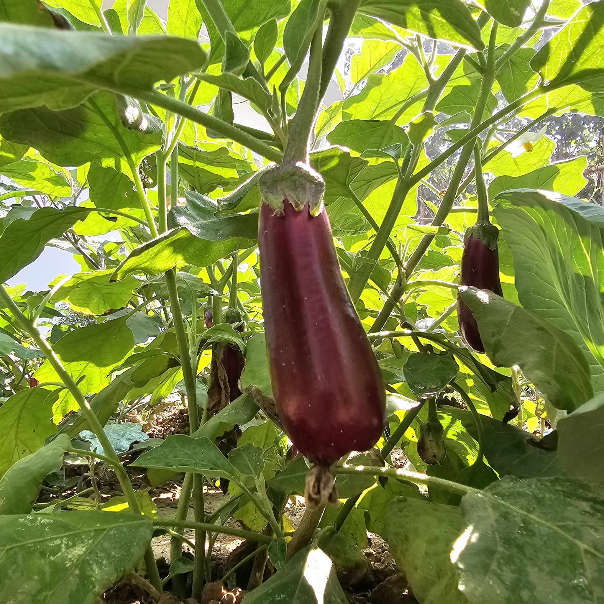 Eggplant