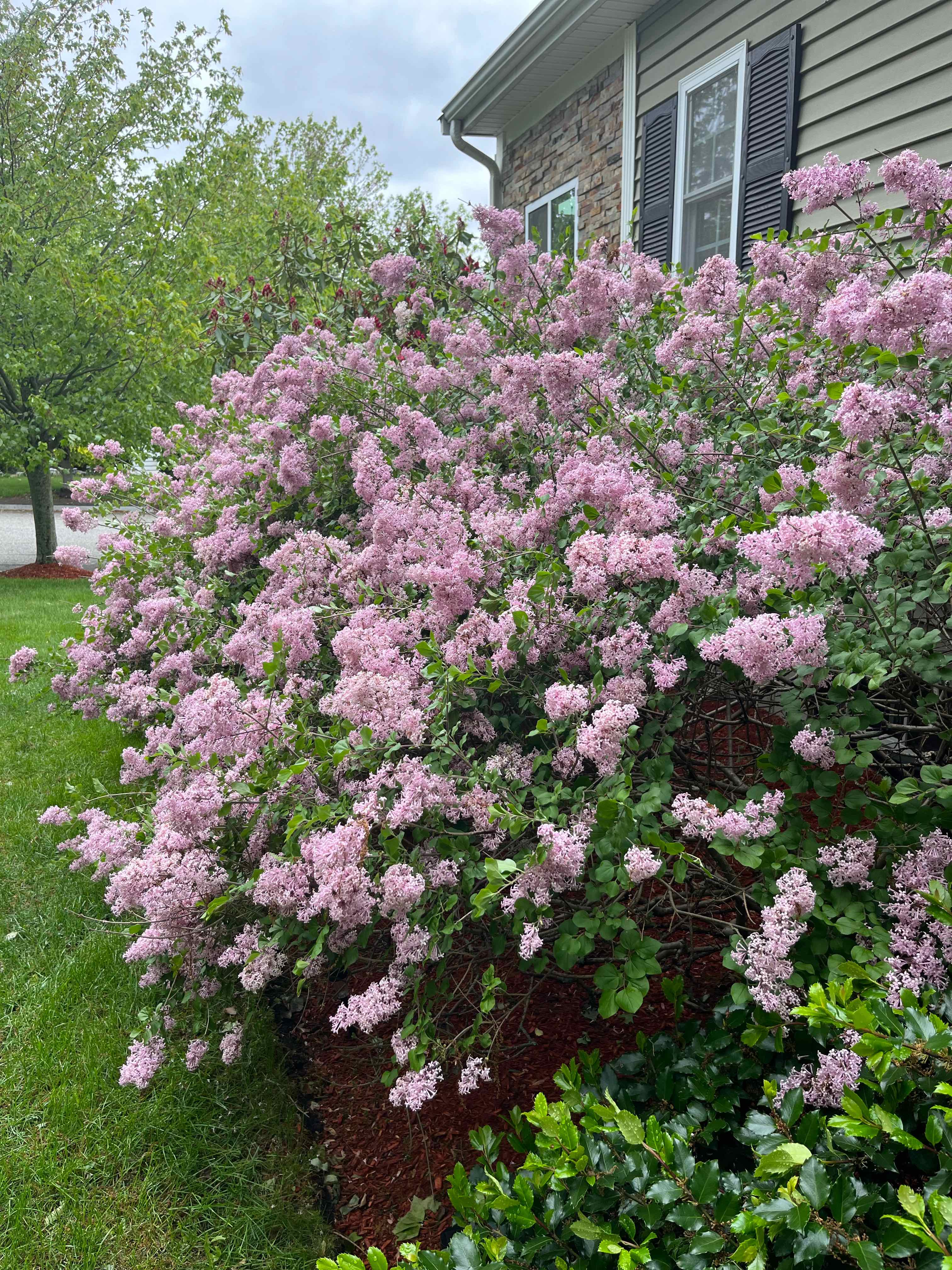 Lilac