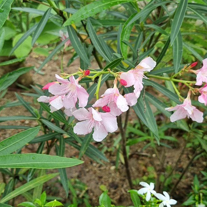 Oleander