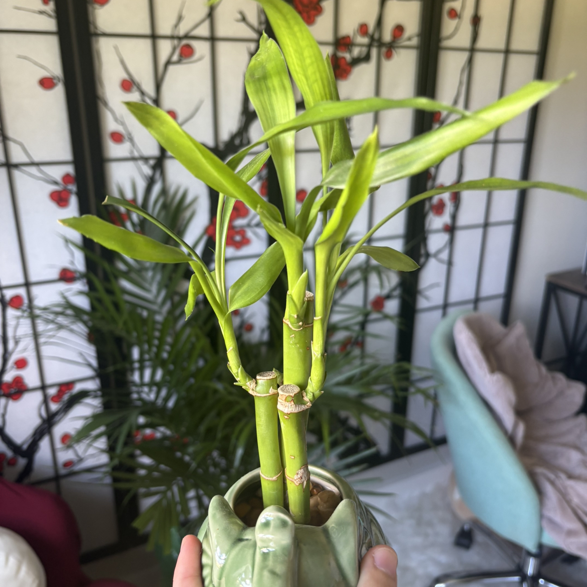 Lucky Bamboo