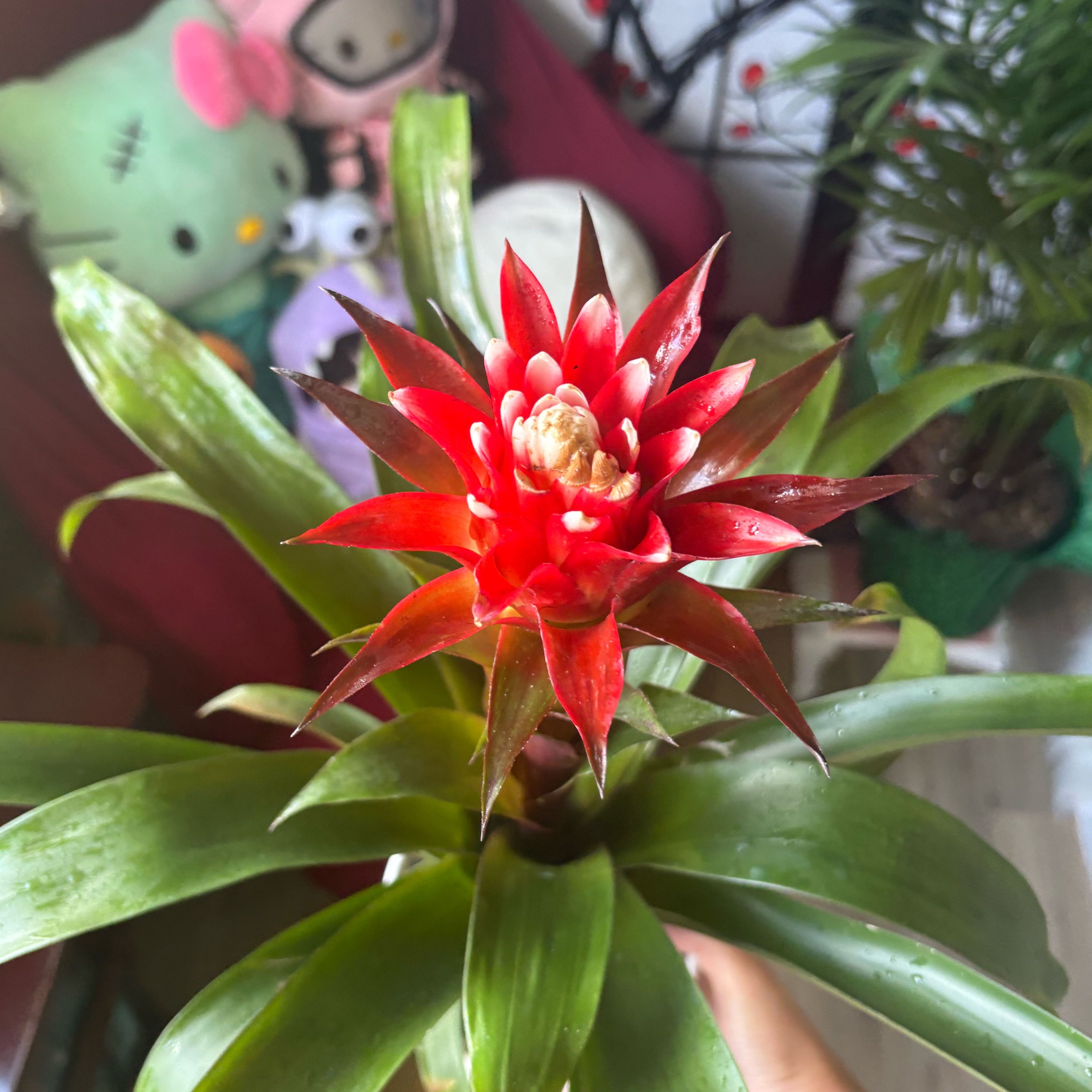 Droophead Tufted Airplant