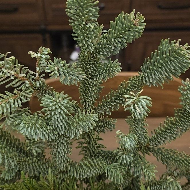 Noble Fir