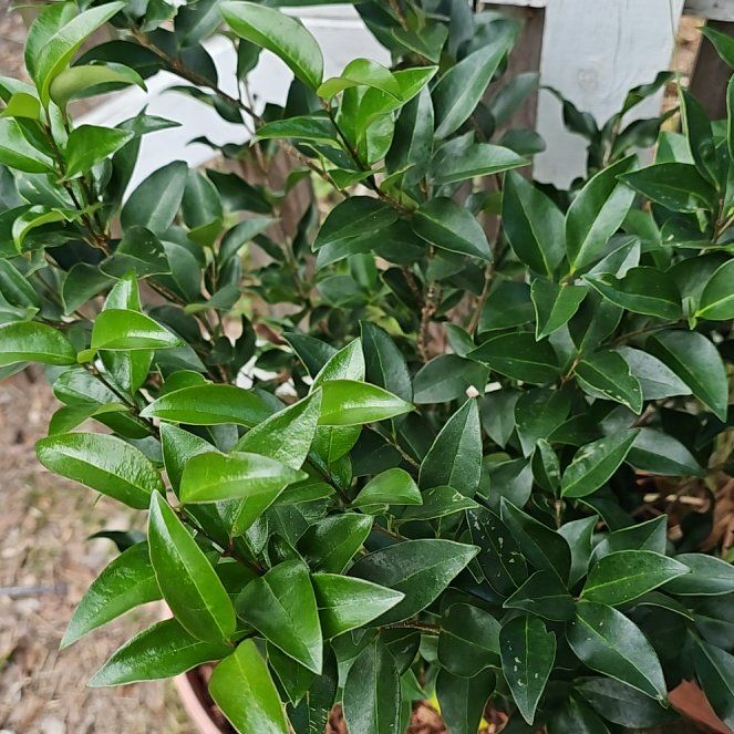 Osmanthus