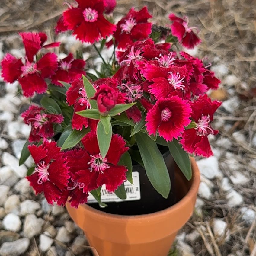 Dianthus