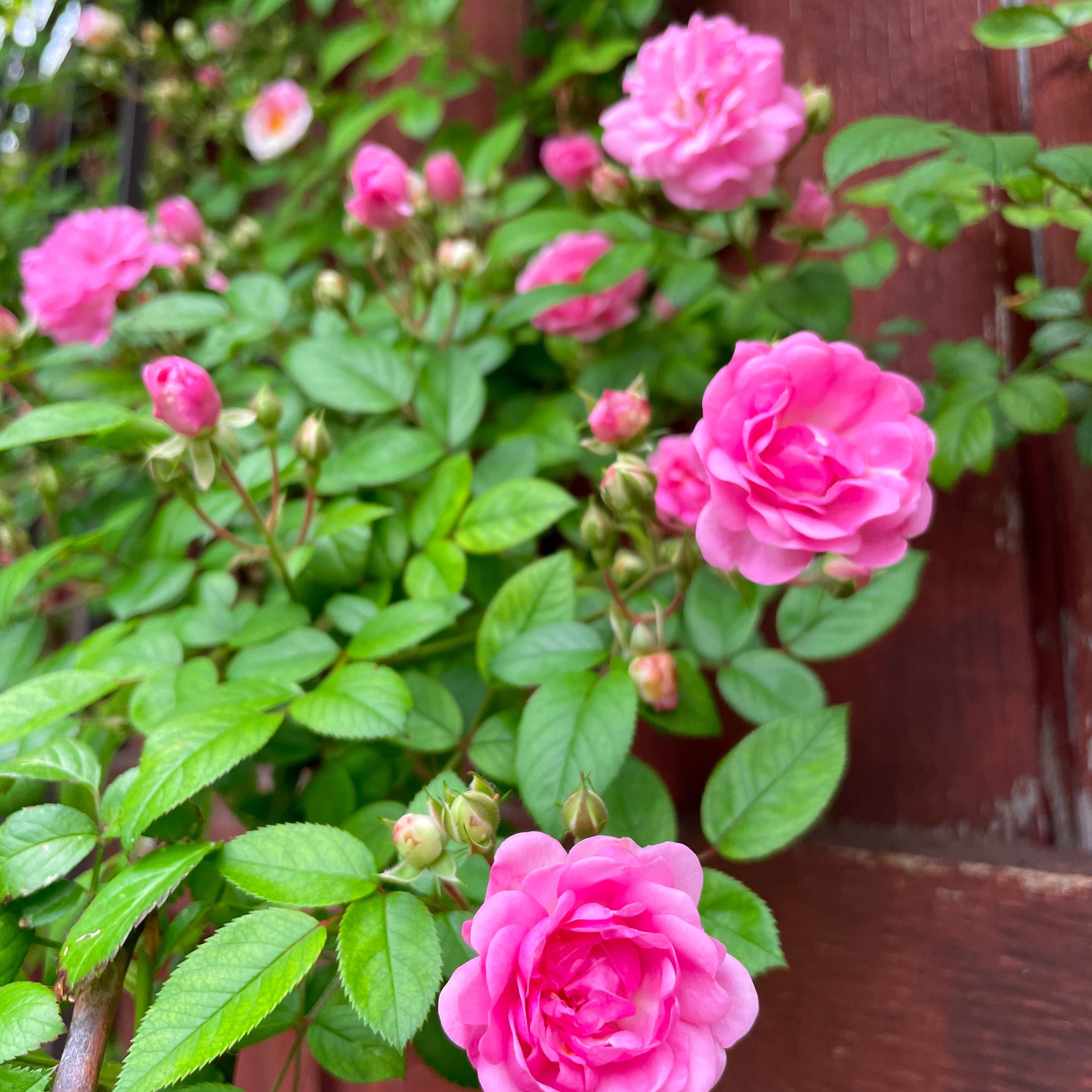 Peggy Martin Rose