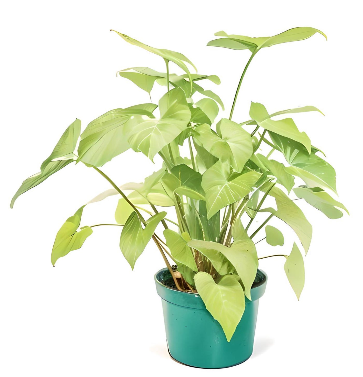 Arrowhead plant illustration