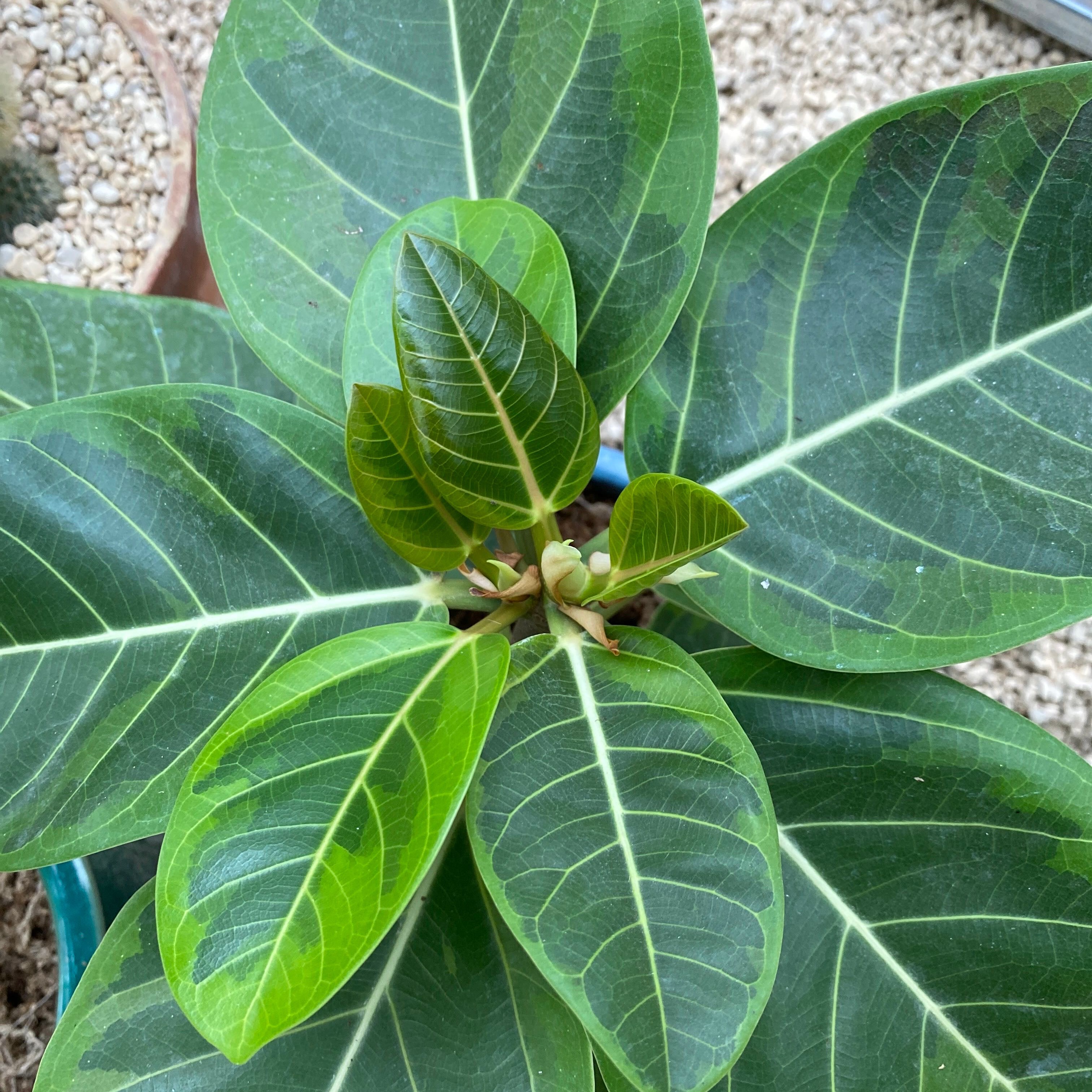 #FicusGang