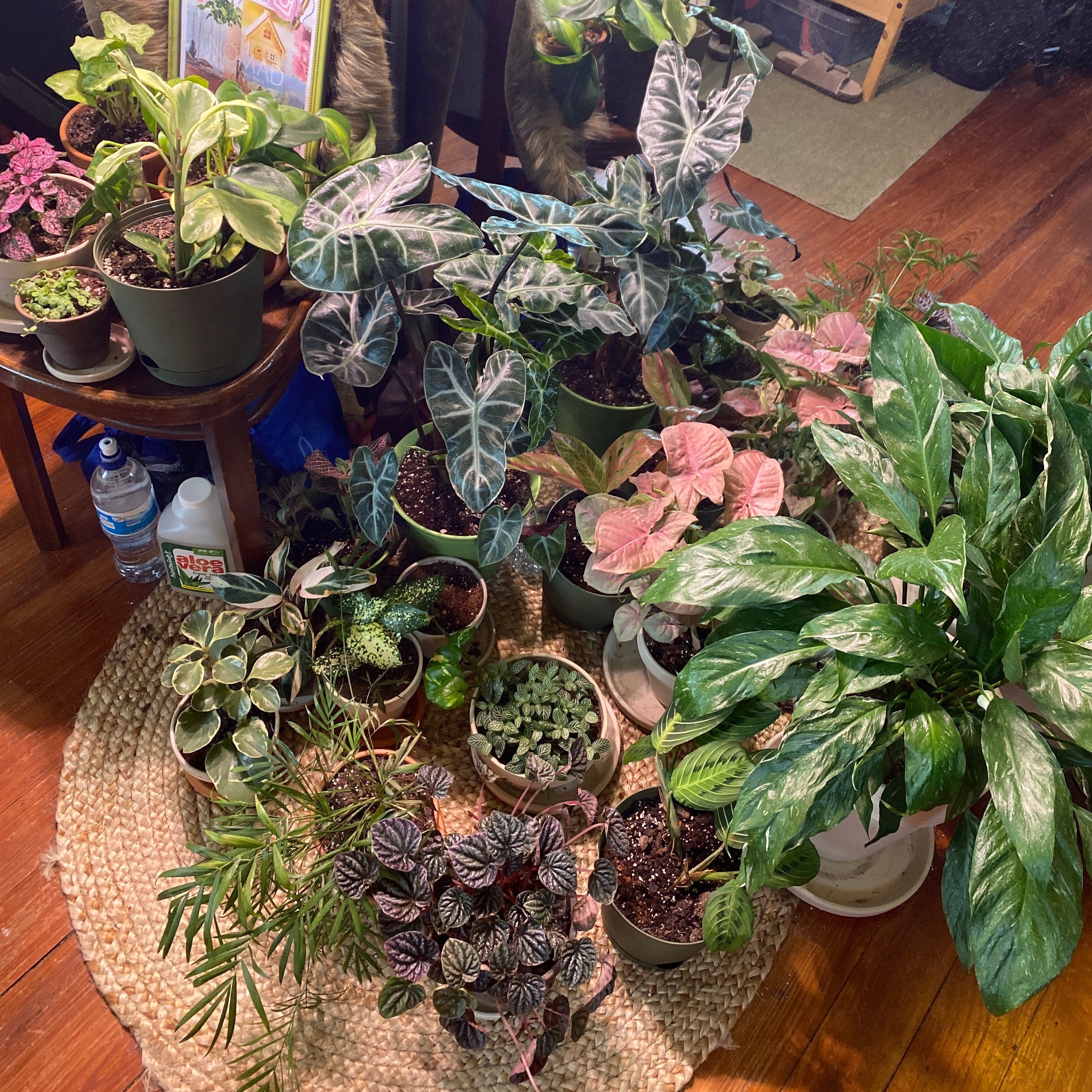#HappyPlants