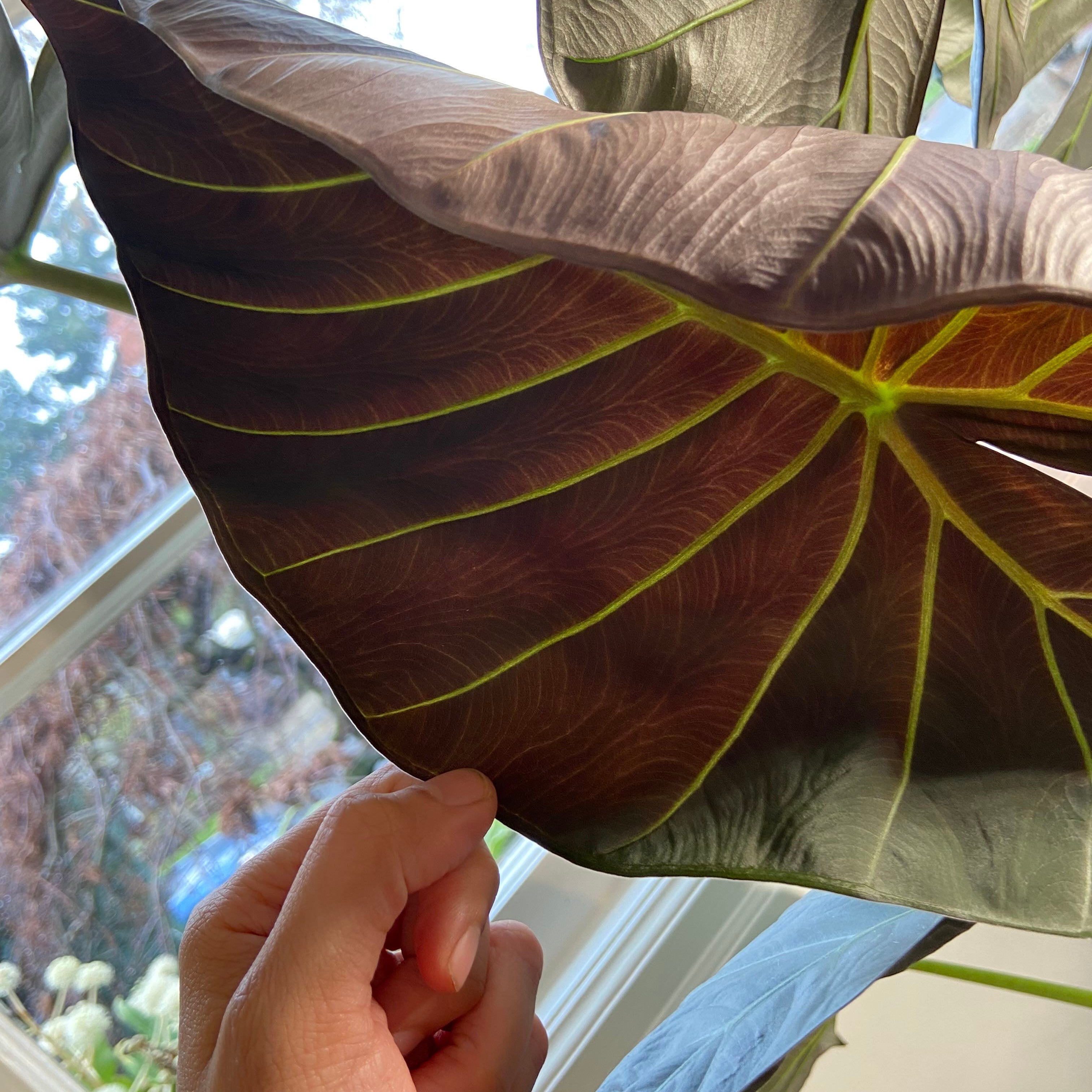 #NewGrowth