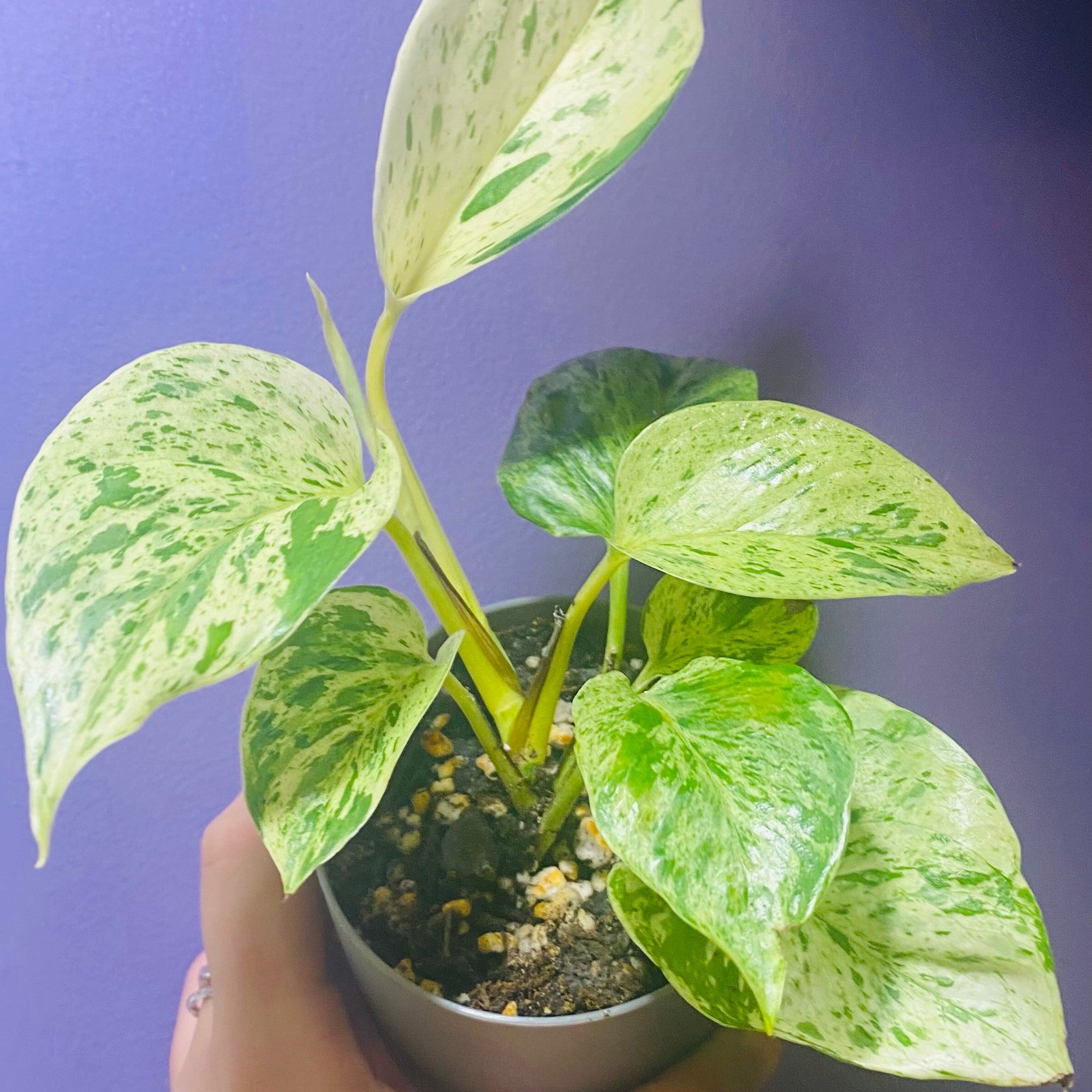 #Pothos