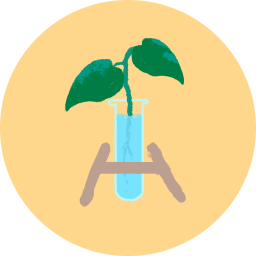 Dwarf Umbrella Tree has a Easy to propagate plant personality